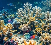 Illustration of a healthy reef habitat.