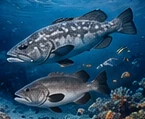 Illustration of fish above a reef.