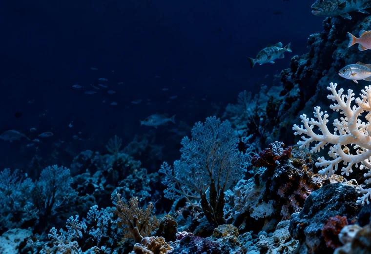 Illustration of a reef and fish.